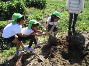 さつまいものつるを引っ張ってビックリしている子ども