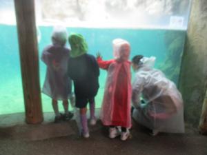 アシカの水槽のを見る子どもと先生