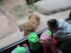 ライオンをガラス越しに見る子どもと先生