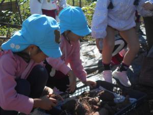 収穫したサツマイモを見せてもらっています