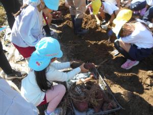 お兄さんやお姉さんがサツマイモを掘っているのを見ています