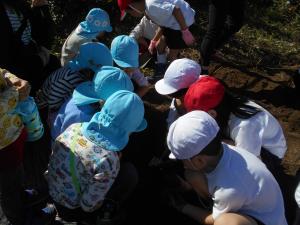 小学校さつまいもほりの様子