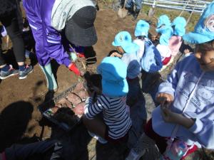 地域の方とさつまいもほり