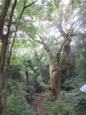 樟の巨木です。樹齢1000年以上とのこと。