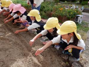 佐保幼　菜の花の種まき