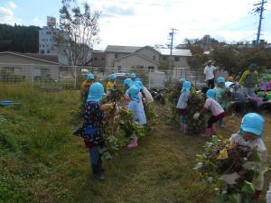 おいものつるを5歳児が運んでいます