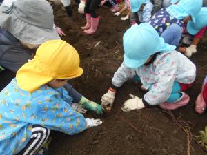 3,5歳児が一緒にいもほりしています