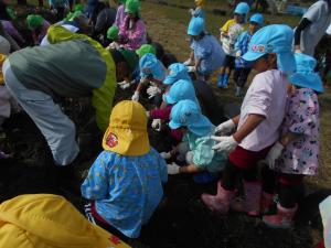 畑の先生と一緒に収穫しています