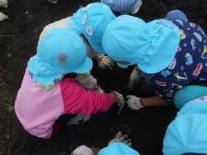 5歳児がいもをとっています