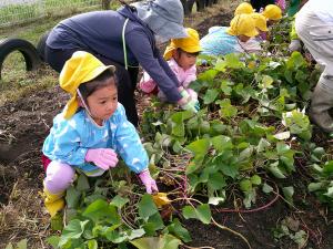 ３歳児がつるをとっています
