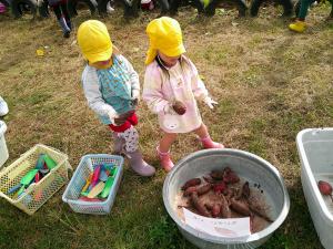 おいもを分けて入れています