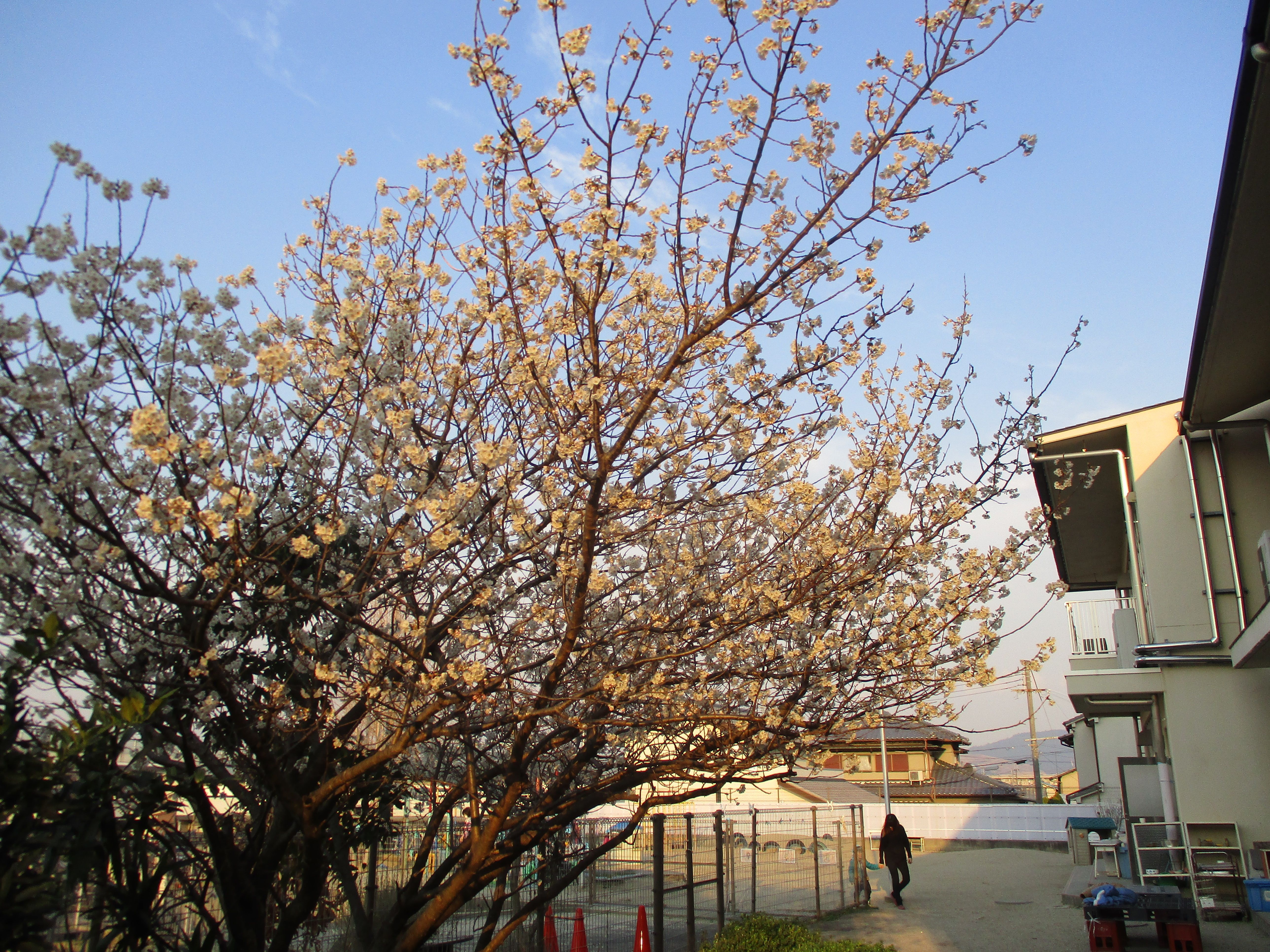 園庭の桜の木