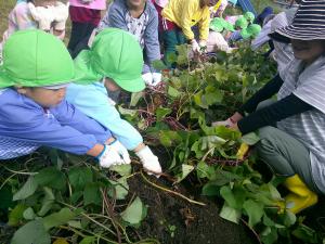 4歳児つるを引っ張っています