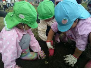 いもをとっています