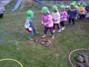 さつまいもをフープに入れています