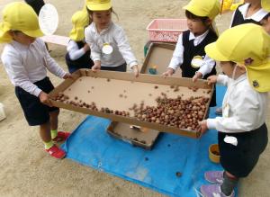 どんぐり転がし