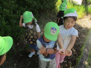 4歳児ドングリ拾いの様子