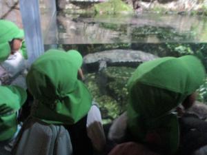 オオサンショウウオ