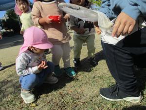 バッタ見つけた