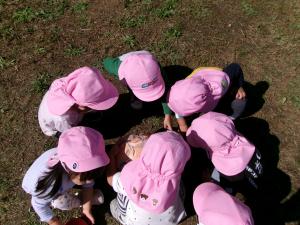 バッタ見つけた②