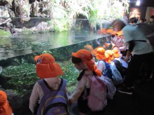 オオサンショウウオ