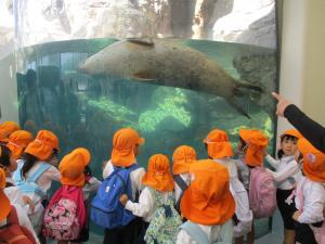 ごまふあざらし