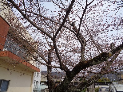 桜