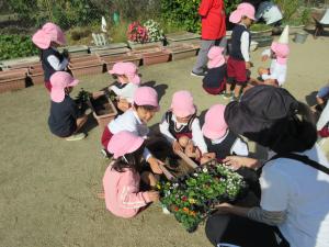 「どのお花を植えようかな？」と、ほし組がお花の苗を選んでいます