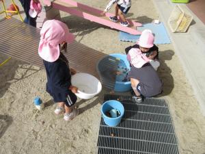 ドングリを集めています