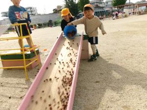 みかんぐみ　ドングリをたくさん転がしています