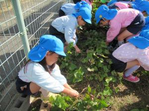 芋づるをひきます