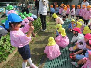 お芋を収穫したよ