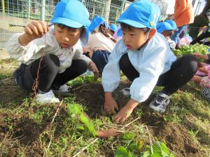 サツマイモあるかな