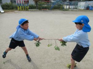 いもづるを引っ張ています