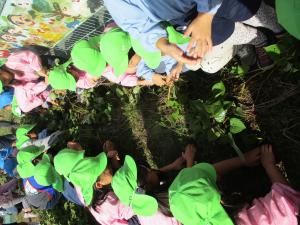 サツマイモを探しているよ