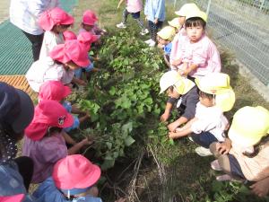 イチゴミカンの収穫