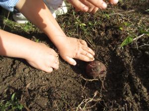 土からおイモが
