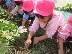 イチゴ組の収穫の様子