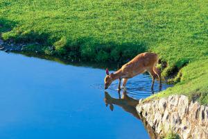 あしろ　夏空を映して