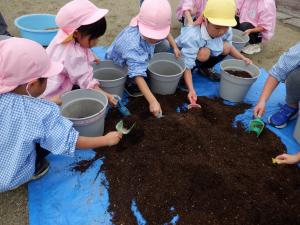 佐保幼　11月花植え