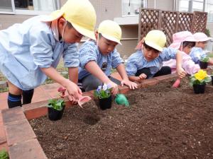 佐保幼　11月花植え4