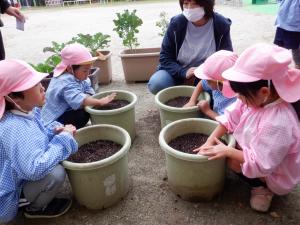 佐保幼　11月ソラマメ植え