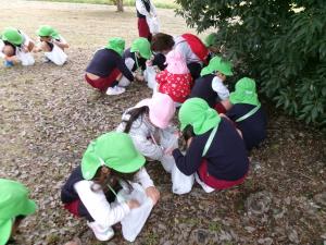 1組　ドングリを拾っています