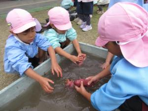 イモ洗いウサギ