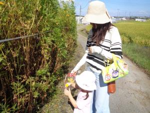 散歩しています