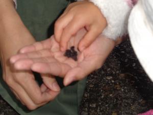 散歩で種を見つけました