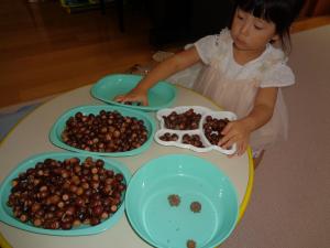 お弁当箱にドングリを詰めています