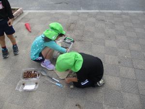 ドングリムシの家をつくろう