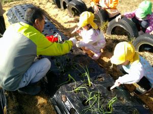 3歳児がタマネギを植えています