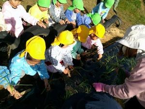 3歳児が穴を掘って植えています